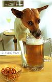 dog.jpg image by dbridda
