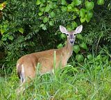 deer.jpg image by FLAMEonfire2