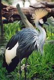 BarbieBirdOfParadise.jpg image by FLAMEonfire2